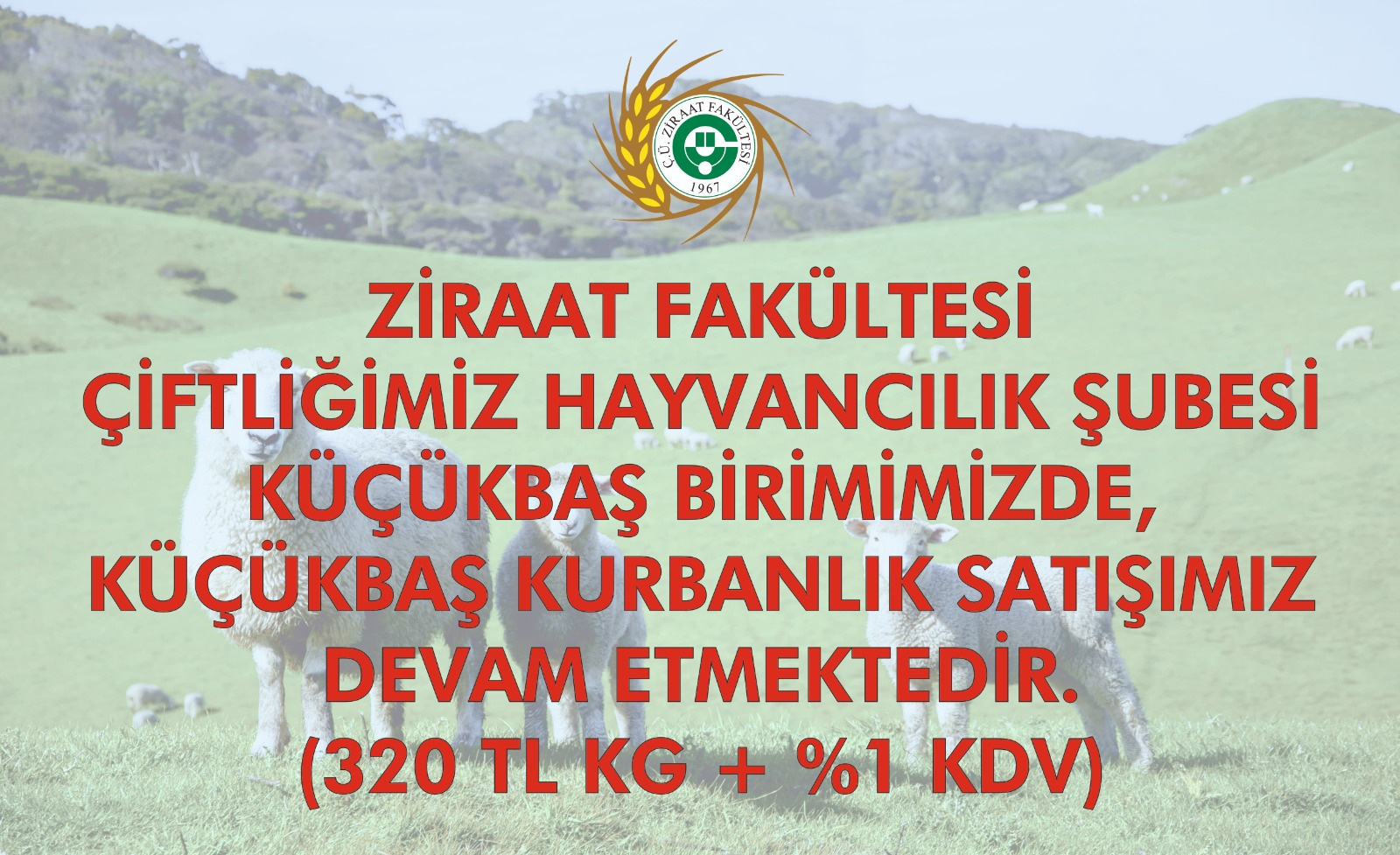 Küçükbaş kurbanlık satışımız devam etmektedir.